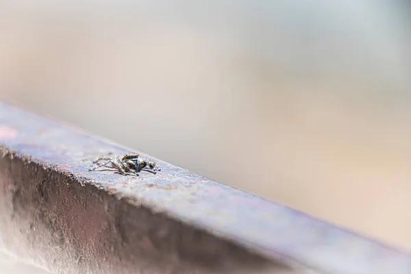 Navigating the Web of Spider Pest Control in Sydney: Expert Insights